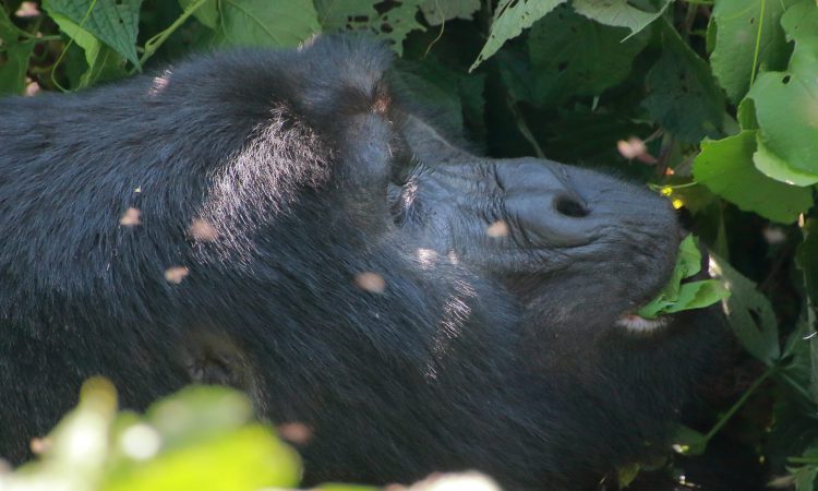 Training for gorilla trekking safaris