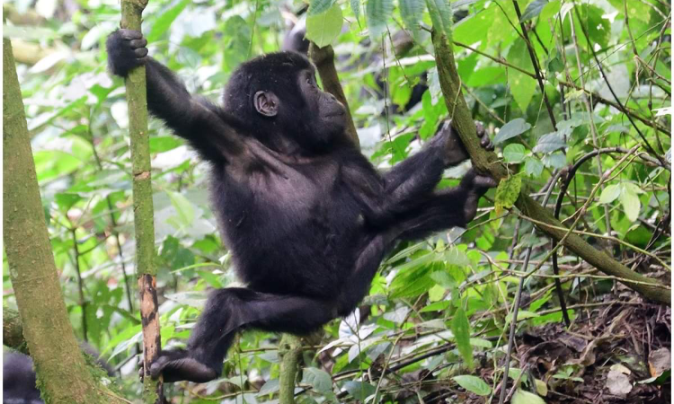 Gorilla Trekking in Mgahinga National Park
