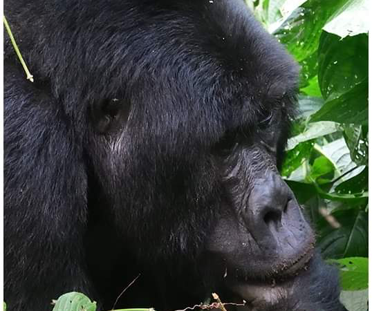 Buhoma Gorilla Sector