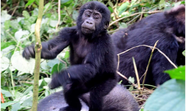 Mountain Gorilla Photography