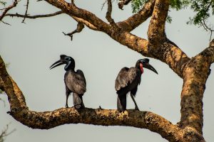 Hornbills at Queen Elizabeth