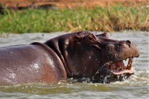 A hippo enjoying the waters of Kazinga channel