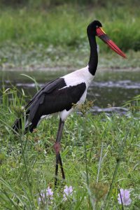 A saddle billed stork