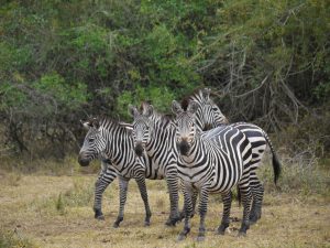 Zebra's in Lake Mburo National Park