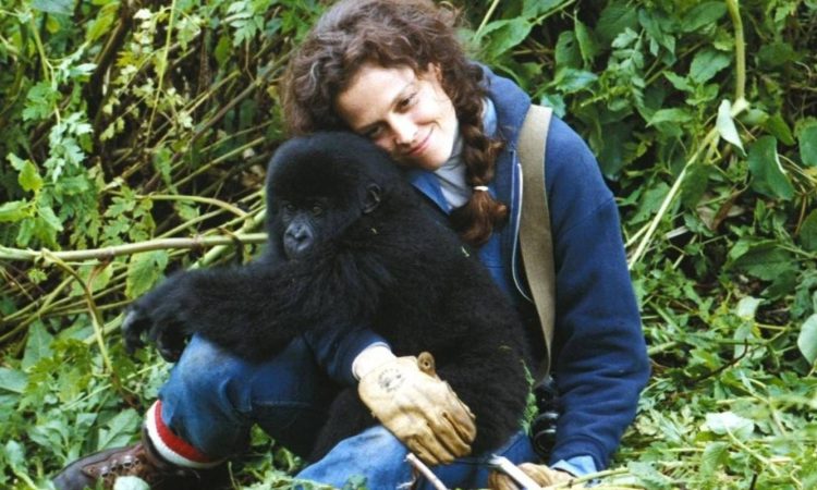 About Dian Fossey