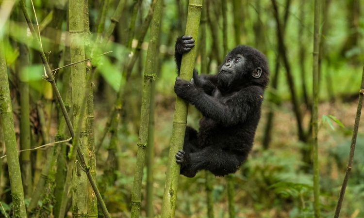 Minimum age for gorilla trekking