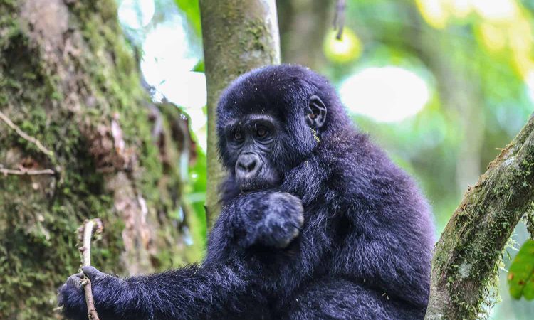 Nkuringo Gorilla Sector