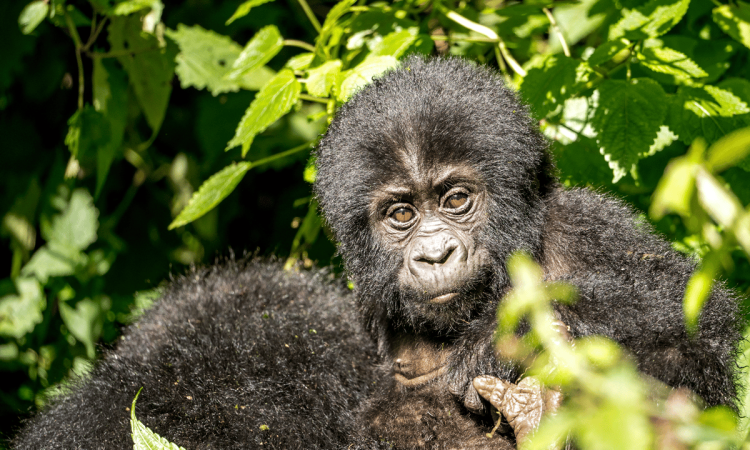 Rushaga Gorilla Sector