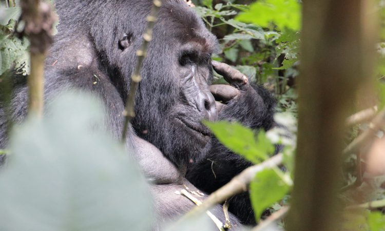 Uganda Gorilla Permits