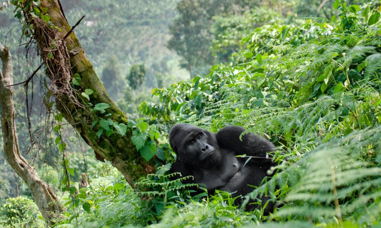 Are gorilla permits refundable?