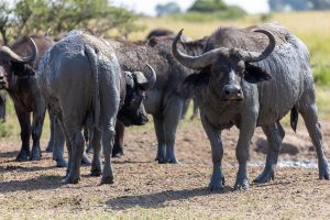 A herd of buffalos in Kidepo Valley