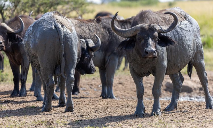 A herd of buffalos in Kidepo Valley
