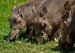 Warthongs grazing in Kidepo Valley