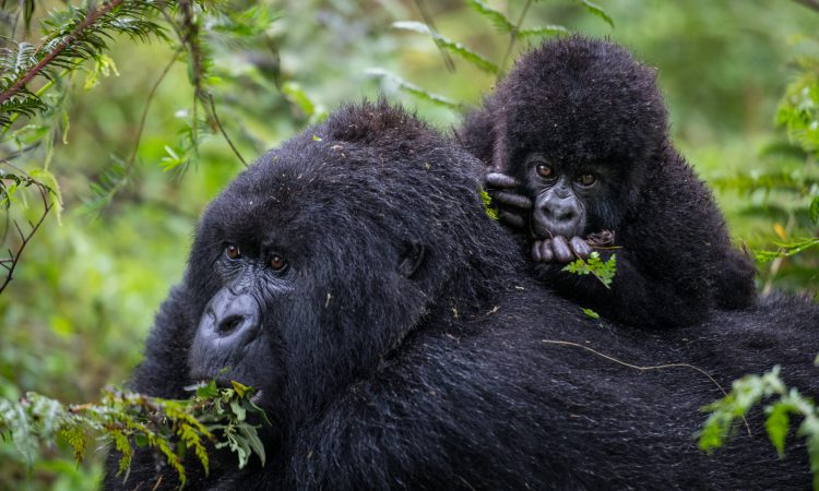 How many Gorilla Families are in Rwanda