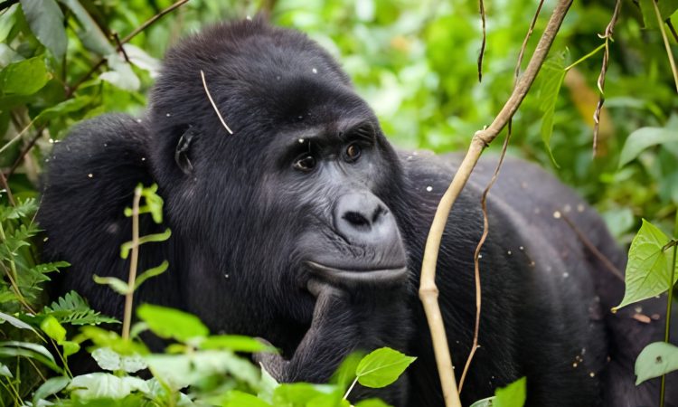 gorilla trekking for seniors