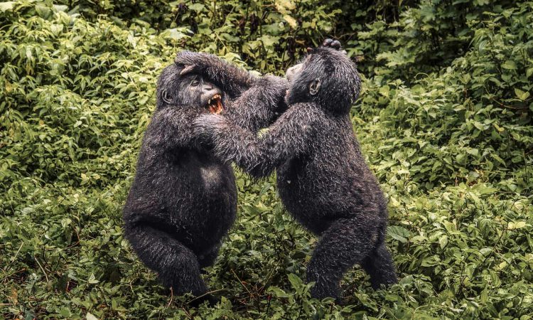 Uganda Gorilla Families