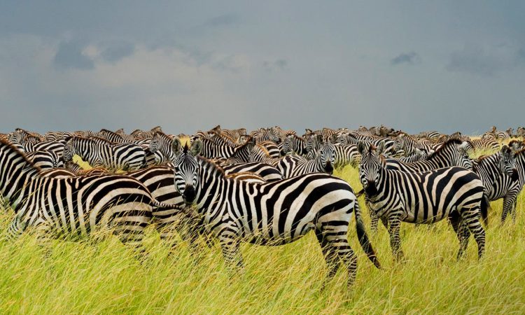 Combining gorilla trekking in Uganda with Serengeti National Park