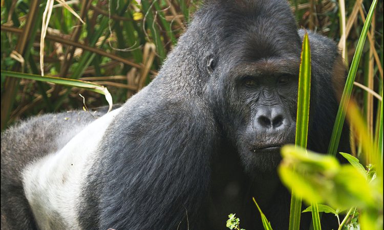 eastern lowland gorillas