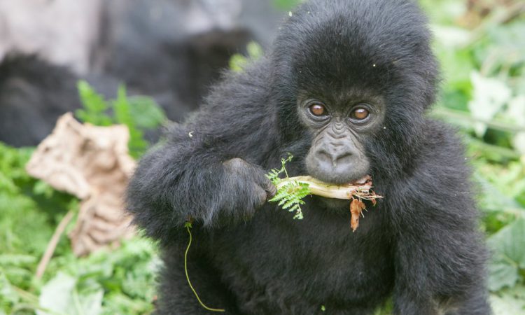 Mountain gorilla diet