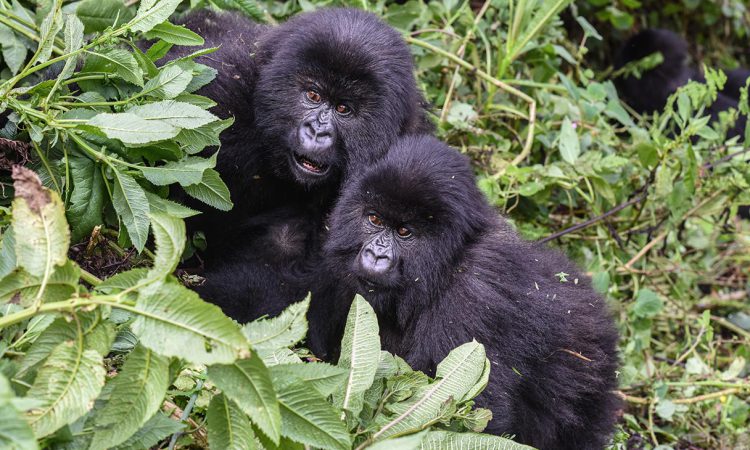 Congo Gorilla Families