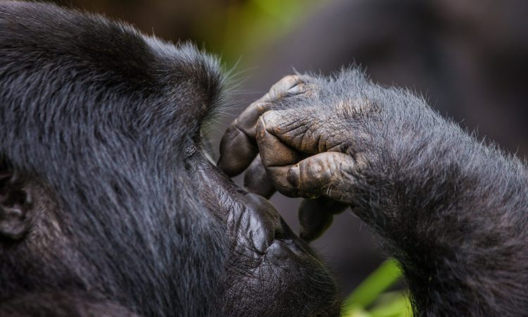 Mgahinga Gorilla Trekking from Kisoro