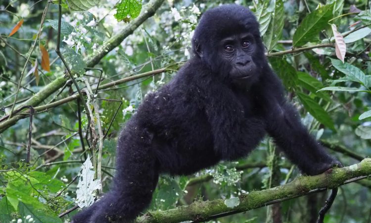 Uganda Gorilla trekking during Christmas