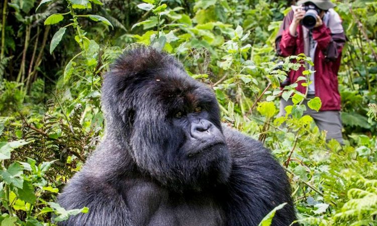 Trekking mountain gorillas in the rainy season