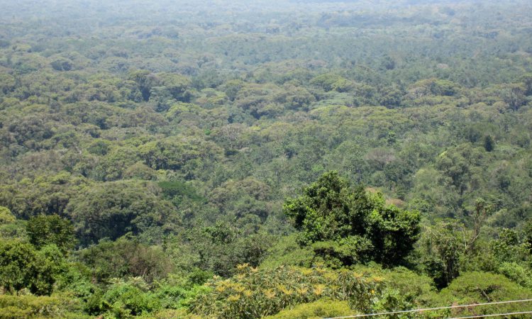 Maramagambo forest