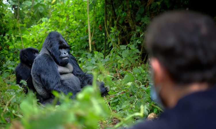 Mgahinga gorilla trekking starting from Kasese