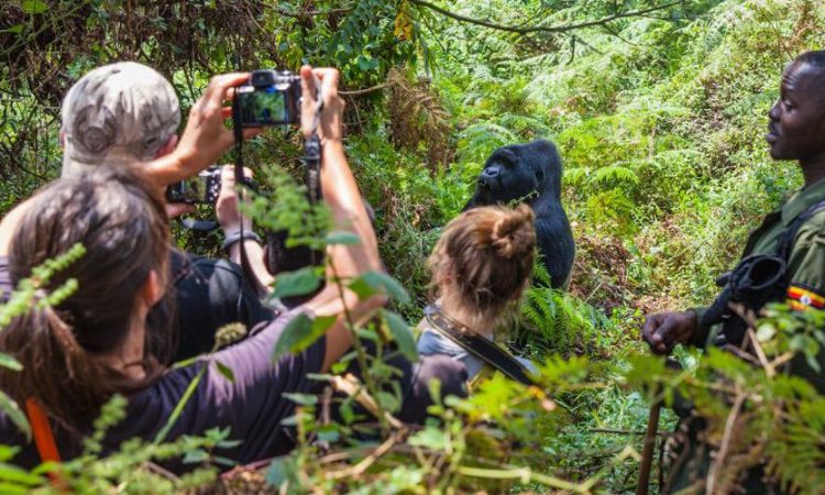 Compare gorilla tracking in Bwindi and Mgahinga national parks