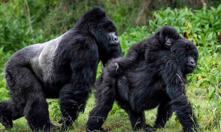 Gorilla trekking from Kabale town