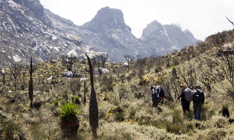 Hiking Mount Rwenzori and gorilla trekking in Bwindi National Park.