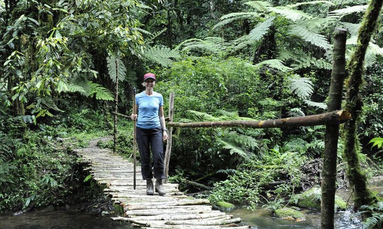 Kashasha River Trail Hike in Bwindi