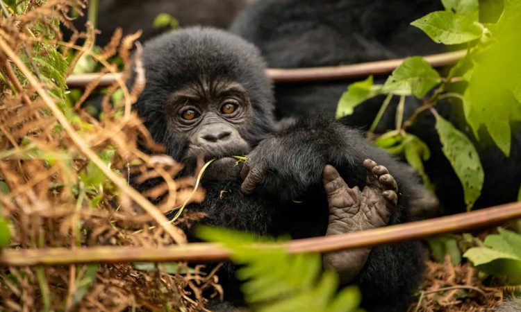 GORILLA TREKKING TIPS IN UGANDA.