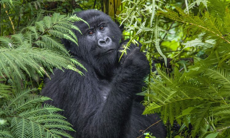 Uganda Gorilla trekking in summertime