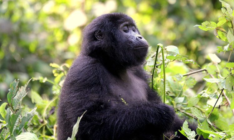 Uganda gorilla trekking from Kigali