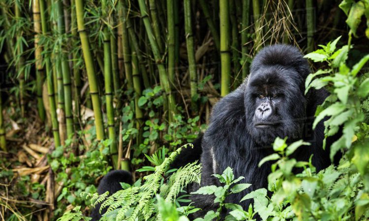 How much does gorilla trekking in Uganda cost?