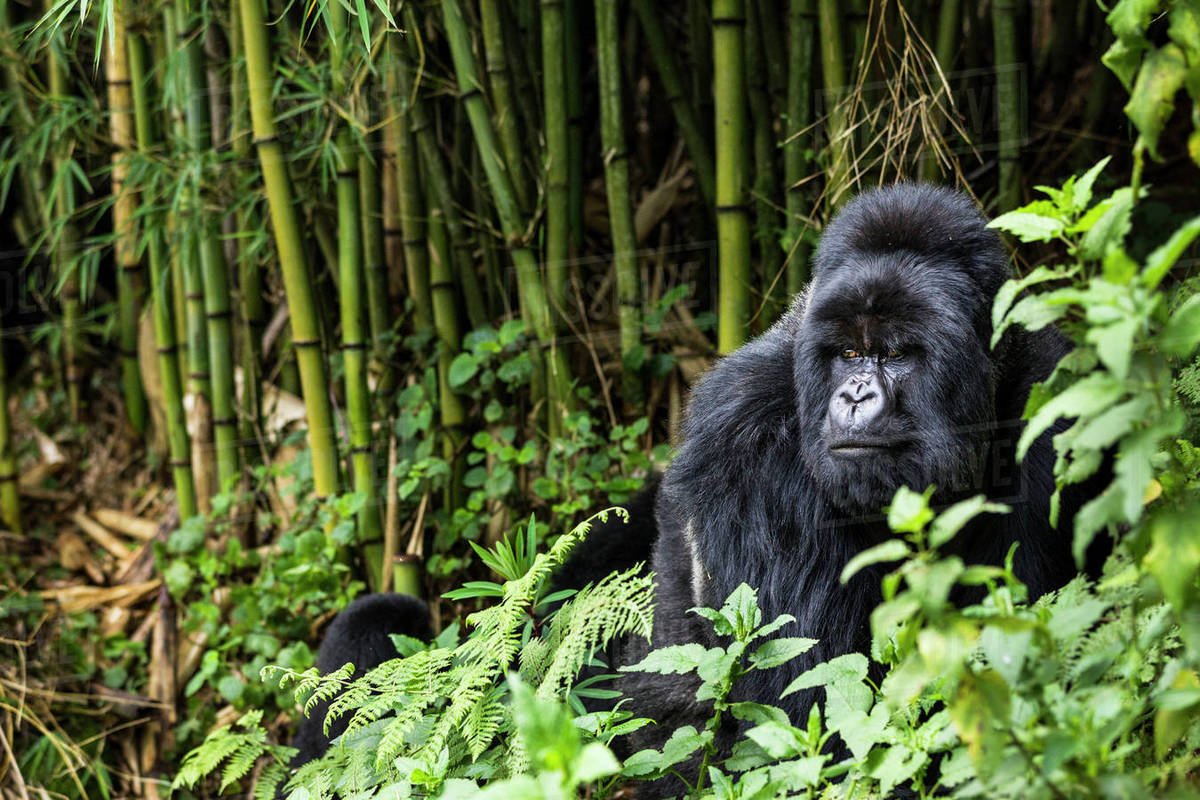 How much does gorilla trekking in Uganda cost? Standard Gorilla Safaris