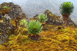 Flora at the high altitudes of Rwenzori