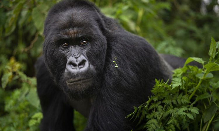 Nkuringo gorilla Family