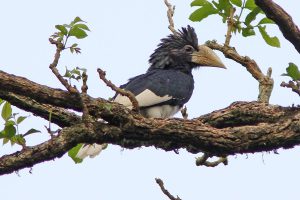 Piping Hornbill in Semuliki National Park