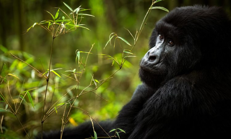 Is Uganda or Rwanda better for gorilla trekking?