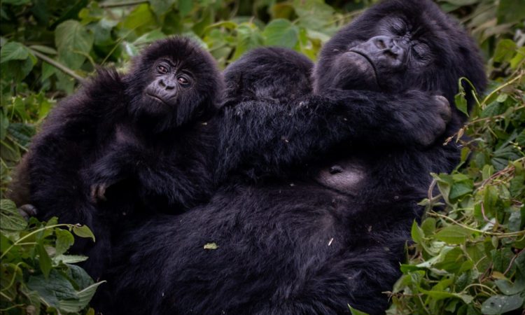 Mukiza Gorilla Family in Ruhija sector
