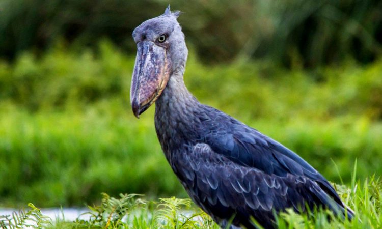 1 Day Mabamba Swamp Tour