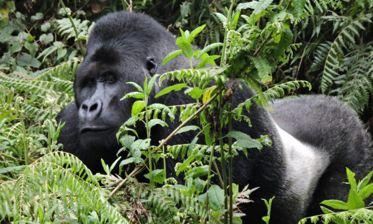 Lowland gorilla trekking in Kahuzi Biega National Park, Democratic Republic of Congo.
