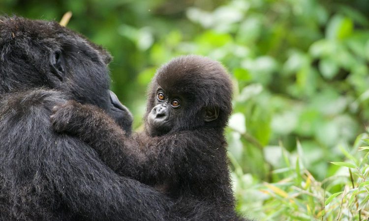 Bushasho gorilla family in the Nkuringo sector.