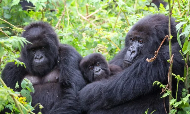 Busingye Gorilla Family