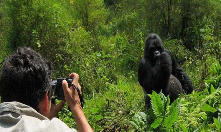 Best time to do gorilla trekking in Uganda