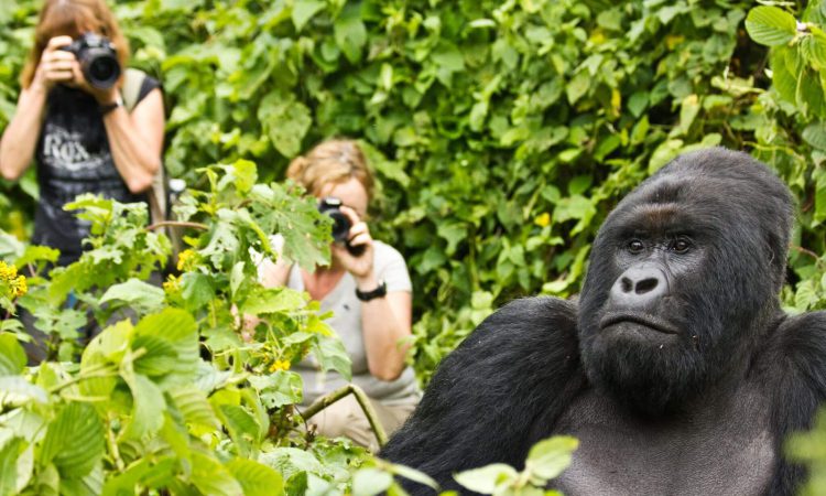 Gorilla Trekking in Rwanda in the Low Season.