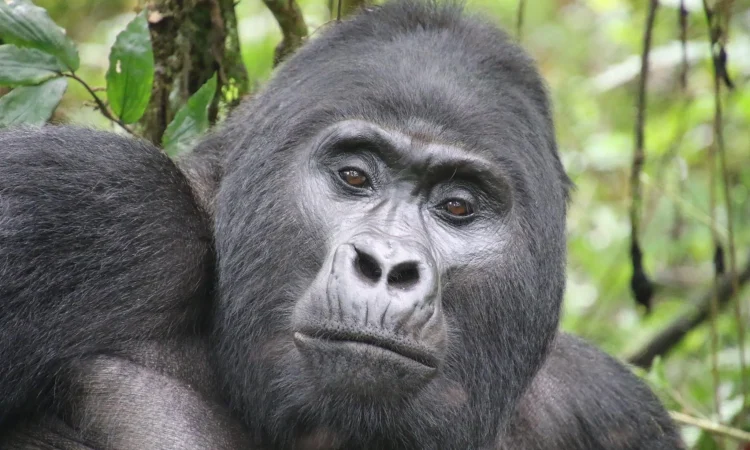 TOP 5 NATIONAL PARKS IN UGANDA.